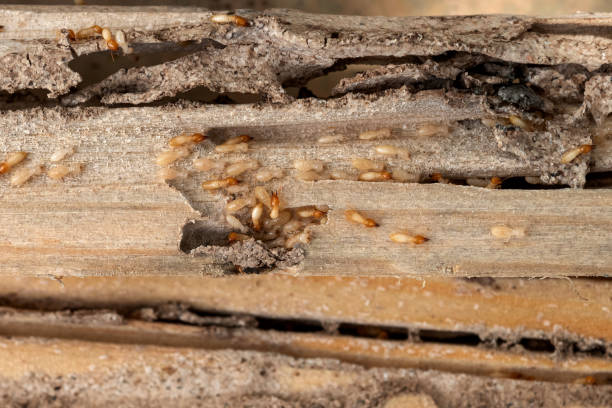 Best Wasp Removal Services  in Oak Park, CA